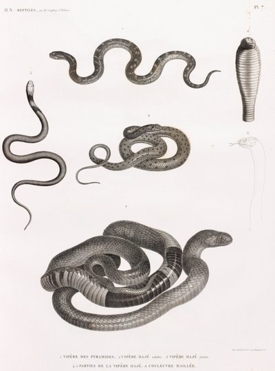 爬行动物：蛇系列插画 作者 不明