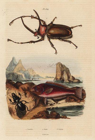 犀牛疤痕甲虫，Golofa porteri 1，克里特岛疤痕鱼，Scarus creticus 2，以及Scarites buparius甲虫 3 作者 不明