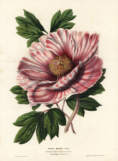 法兰德斯的带状牡丹，杂交种，Paeonia moutan vittata，变种。L. Stroobant 根据 Louis van Houtte 和 Charles Lemaire 的《欧洲花园和暖房的花》（Flore des Serres et des Jardins de l