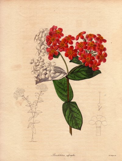 芳香植物（Rondeletia odorata）。原产于巴拿马和古巴的灌木，灌木丛状，常绿，高 2 到 3 米，春天开粉色和黄色的橙色花，非常芳香。插图：Augusta Innes Withers (1 作者 未知艺术家