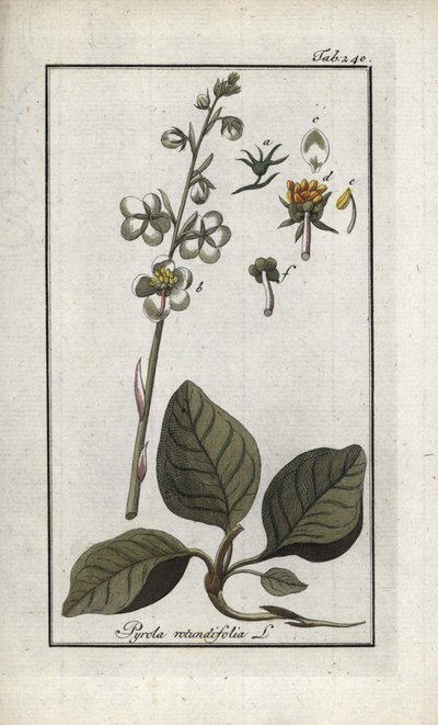 圆叶黄连木（Pyrola rotundifolia）。石版画，选自约翰内斯-佐恩（1739-1799 年）的 "Afbeelding der Artseny-Gewassen"，荷兰 作者 未知艺术家