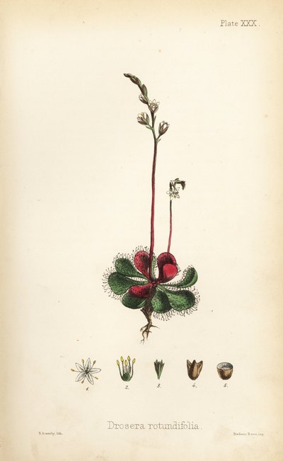 圆叶苏铁，Drosera rotundifolia。亨利-索尔比（Henry Sowerby）根据爱德华-汉密尔顿（Edward Hamilton）的《植物顺势疗法》（Flora Homeopathica）绘制的手绘彩色石版画，伦敦 Bailliere 出版社。 作者 未知艺术家