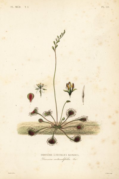 圆叶苏铁或普通苏铁，Drosera rotundifolia, Droserie a feuilles rondes 作者 不明