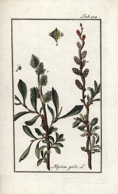 皇家胡椒或沼泽桃金娘（Myrica gale）。石版画，选自约翰内斯-佐恩（1739-1799 年）的 "Afbeelding der Artseny-Gewassen"，荷兰 作者 未知艺术家