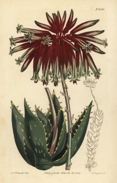 瓦砾芦荟或斜面芦荟，Aloe perfoliata（最小的斜面芦荟，Aloe mitraeformis brevifolia）。 作者 不明