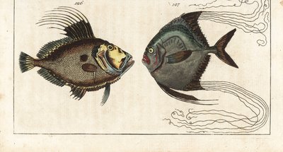 圣石（或海母鸡，doree 或 zee）--鞋匠线（或羽毛carangue）--约翰多利，Zeus faber 126，以及非洲鲳鱼，Alectis ciliaris 127。戈特利布-托比亚斯-威廉的《自然历史百科全书》中的手工彩色铜版画：鱼类、 作者 未知艺术家