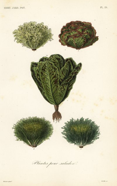 Salad vegetables, plantes pour salades 作者 不明