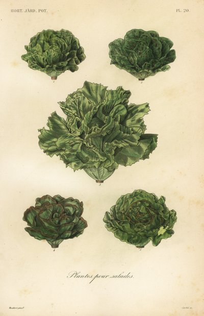 Salad vegetables, plantes pour salades 作者 不明
