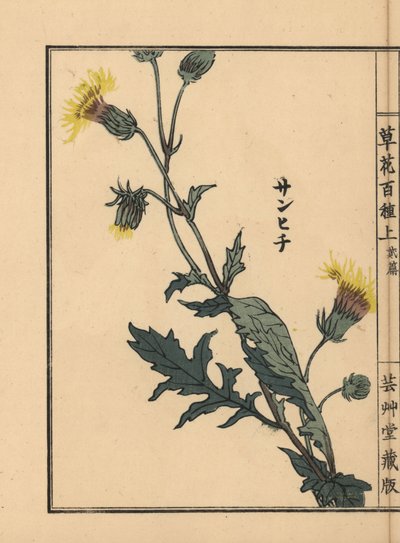 Sanhichisou 或日本紫百合，Gynura japonica。Kono Bairei 的手绘木版画，选自《百花图》，东京，山田 作者 未知艺术家