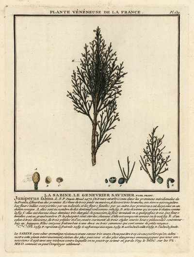 萨文刺柏或萨文杜松（Juniperus sabina）。 作者 未知艺术家