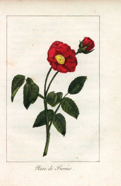 血色普罗旺斯粉红，普罗旺斯玫瑰，Rosa gallica。普鲁德霍姆小姐的插图的手工彩色铜版雕刻，选自《向玫瑰致敬》，巴黎，约 1815 年。这是一本介绍玫瑰历史和十几幅植物微型画的礼品册。 作者 未知艺术家