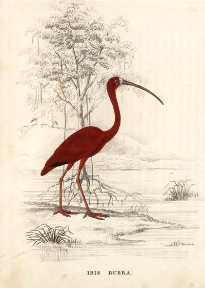 朱鹮（Eudocimus ruber）。Georg Friedrich Treitschke 的自然历史画廊（位于 Liepzig 的 Naturhistorischer Bildersaal des Thierreiches）中的手绘钢版画。 作者 未知艺术家