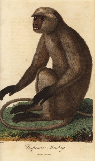 Semnopitheque entelle - 灰叶猴或哈努曼叶猴，Semnopithecus entellus（杜弗雷斯猴，Simia entellus） - J. Pass 根据 Jean Baptiste Audebert 的插图绘制的手工彩色铜版雕刻，插图出自 Ebenezer Sibly 的《世界自然系统》。 作者 未知艺术家