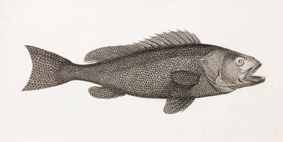 塞兰·陶文 作者 不明