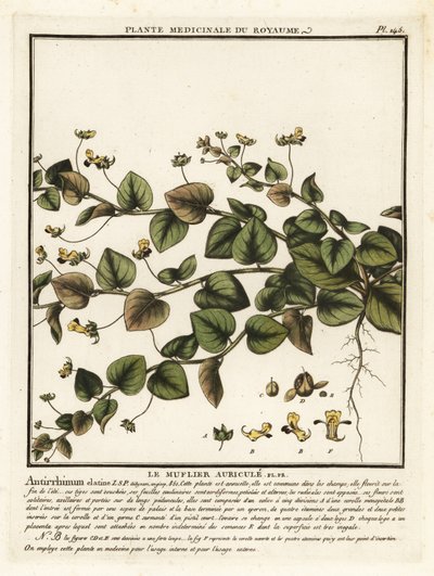 Sharpleaf cancerwort，Kickxia elatine。 作者 未知艺术家
