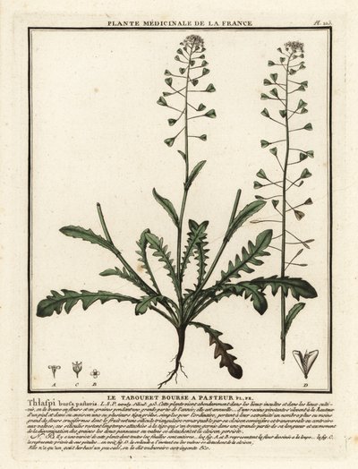 荠菜，Capsella bursa-pastoris。 作者 未知艺术家