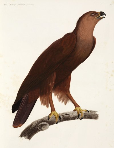 Shrill Eagle，埃及 作者 未知艺术家