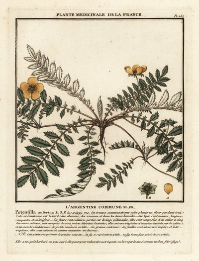 银草（Potentilla anserina）。 作者 未知艺术家