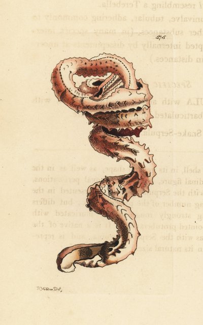 裂缝蠕虫贝壳，Tenagodus anguinus（Muricated serpula，Serpula muricata）。插图由理查德-波利多尔-诺德绘制并雕刻。乔治-肖和弗雷德里克-诺德的《博物学家杂录》中的手工彩色铜版雕刻，伦敦 作者 未知艺术家