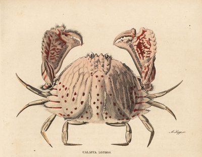 光滑或有红斑的盒蟹，Calappa calappa（Calappa lophos）。A. Scipp 手工绘制的彩色钢板版画，出自 Georg Friedrich Treitschke 的自然历史画廊，Naturhistorischer Bildersaal des Thierreiches，Liepzig-1842。 作者 未知艺术家
