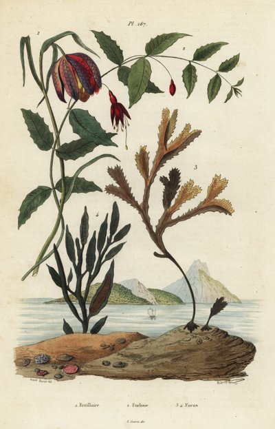 蛇头菊，Fritillaria meleagris 1，蜂鸟紫薇，Fuchsia magellanica 2，齿状缠绕物，Fucus serratus 3和Fucus siliqueux 4。弗里蒂莱尔，福克斯，福库斯 作者 不明
