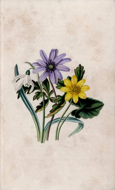 雪刺花、蓝葵和小白兰花。路易莎-安妮-特瓦姆利（1812-1895 年）在《我们的野花》中的石版画，查尔斯-蒂尔特，英国伦敦 作者 未知艺术家