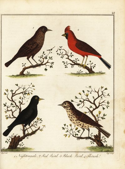 鸣禽：夜莺、红鸟、黑鸟和鸫。1792 年（雕刻） 作者 未知艺术家