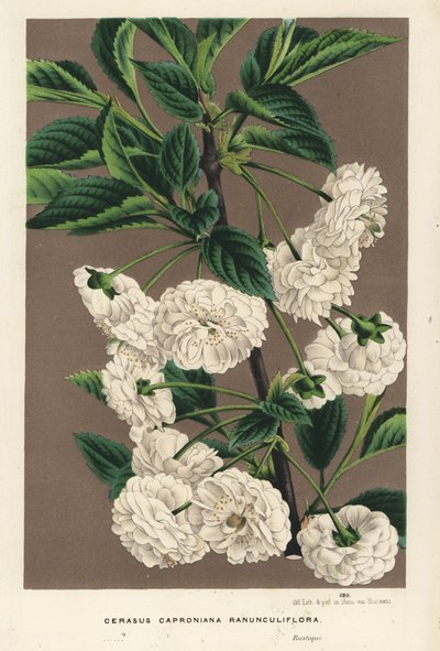 酸樱桃树，Prunus cerasus (caproniana ranunculiflora)。手绘彩色石版画，选自 Louis van Houtte 和 Charles Lemaire 的《欧洲花园和暖房之花》，Flore des Serres et des Jardins de l