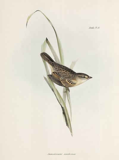 麻雀或雀，c 1832-1836 作者 未知艺术家