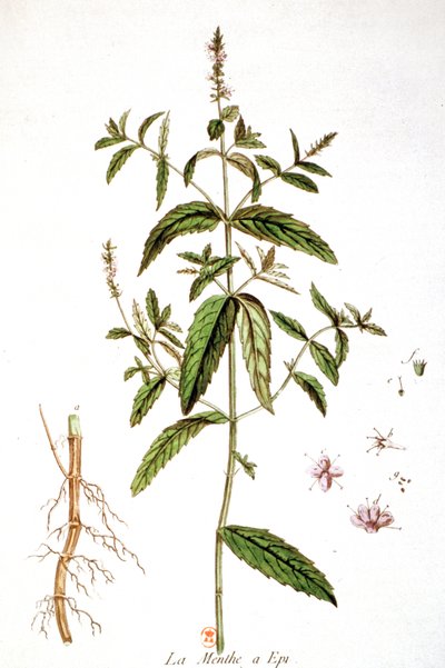 薄荷 作者 未知艺术家
