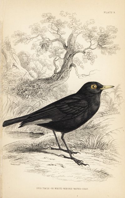 眼镜暴龙，Hymenops perspicillatus（眼镜或白翼水鸡，Perspicilla leucoptera）。威廉-利扎斯根据威廉-斯温森（William Swainson）的插图绘制的手绘钢版画，选自威廉-怡和爵士（Sir William Jardine）的《博物学家图书馆》（Naturalist