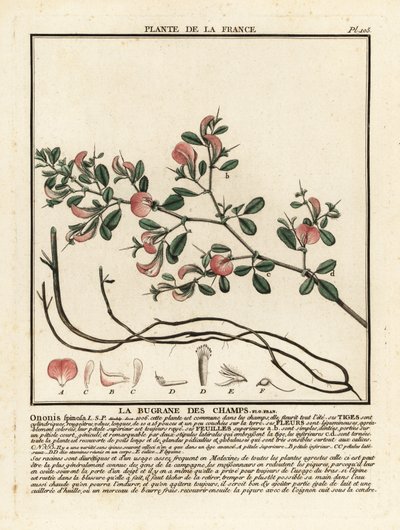 Spiny restharrow, La bugrane des champs, Ononis spinosa. 作者 未知艺术家