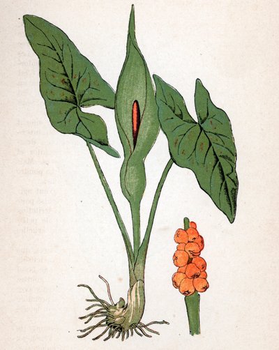 斑鸠菊（Arum maculatum 或 Chandelle、Veal