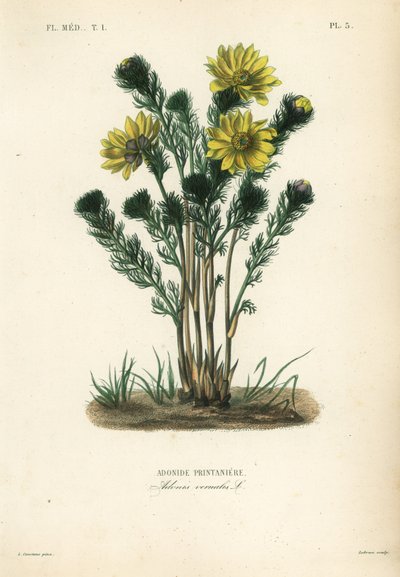 春天的野鸡眼或假鹤望兰，Adonis vernalis，Adonide printaniere 作者 不明