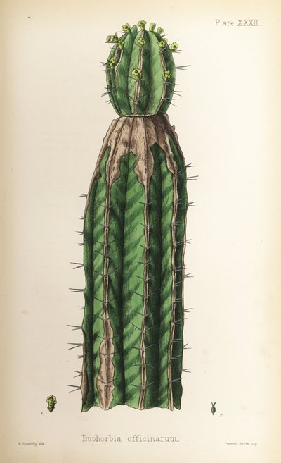 刺玫，Euphorbia officinarum。亨利-索尔比（Henry Sowerby）根据爱德华-汉密尔顿（Edward Hamilton）的《植物顺势疗法》（Flora Homeopathica）绘制的手绘彩色石版画，伦敦，Bailliere 出版社 作者 未知艺术家