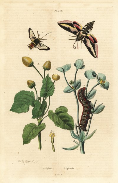 Spurge hawk-moth、Hyles euphorbiae 和毛虫 1、大黄蜂蛾、Sesia apiformis 2 和牙痛植物、Spilanthes 种 作者 不明