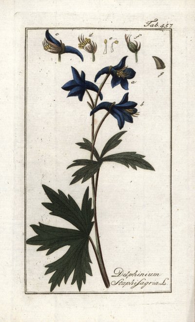 石蒜或虱子草、痛风草或野葡萄（Delphinium staphisagria）。约翰内斯-佐恩（Johannes Zorn，1739-1799 年）"Afbeelding der Artseny-Gewassen "中的石版画，荷兰 作者 未知艺术家
