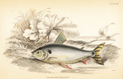 Steindachnerina binotata（双斑鲑鱼，Prochilodus binotatus）。W.H. Lizars 根据詹姆斯-斯图尔特（James Stewart）为罗伯特-朔姆堡（Robert Schomburg）的《圭亚那的鱼类》（Fishes of Guiana）绘制的插图绘制的手绘彩色钢版画，该书是威廉-怡和爵士（Sir William Jardine）博物学家图书馆的一部分：Ic 作者 未知艺术家