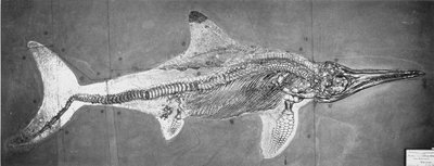 Stenopterygius megacephalus（牛津鱼龙）发现了 Nr。 德国斯图加特，上利亚斯时期 作者 不明