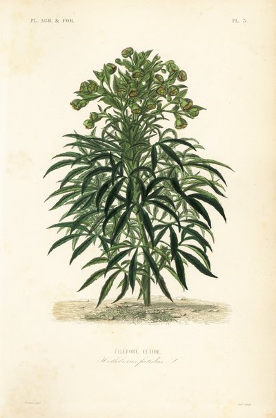 恶臭的藜芦, 臭椿, 臭椿 作者 不明