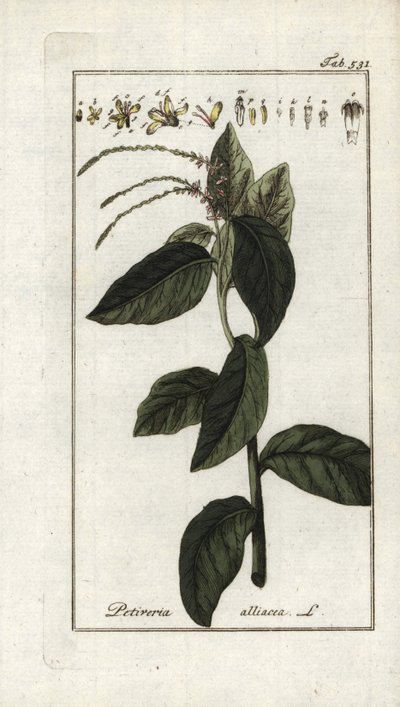 臭马鞭草或大蒜藤（Petiveria alliacea）。石版画，选自约翰内斯-佐恩（1739-1799 年）的 "Afbeelding der Artseny-Gewassen"，荷兰 作者 未知艺术家