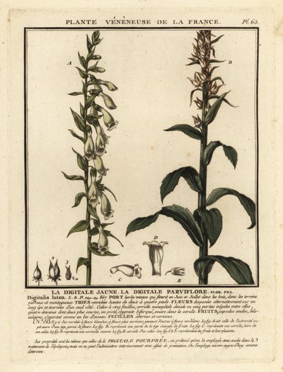 蓑衣草，Digitalis lutea。 作者 未知艺术家