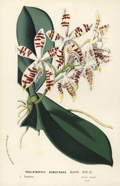 苏门答腊蝴蝶兰，Phalaenopsis sumatrana。Louis van Houtte 和 Charles Lemaire 的《欧洲花园和暖房的花》中的手工彩色石版画，Flore des Serres et des Jardins de l