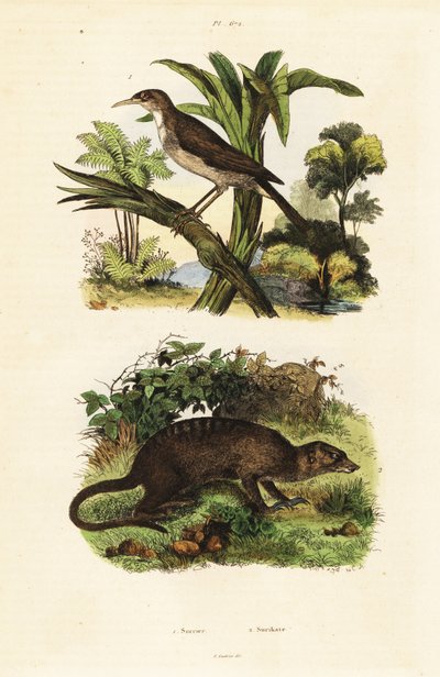 太阳鸟和猫鼬，1834-1839 年（雕刻） 作者 未知艺术家