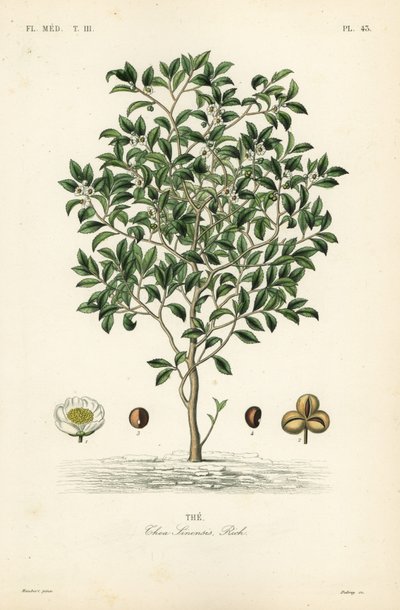 茶树或茶树，Camellia sinensis，Thea sinensis，。 作者 不明