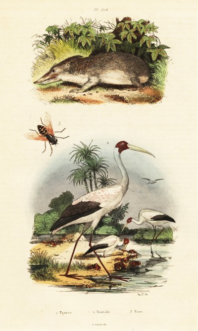 Tenrec、鹳和虻，1834-1839 年（雕刻） 作者 未知艺术家