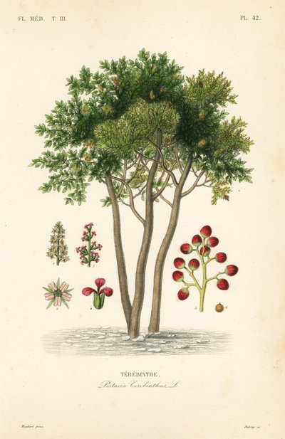 风信子或松脂树，Pistacia terebinthus, Terebinthe 作者 不明