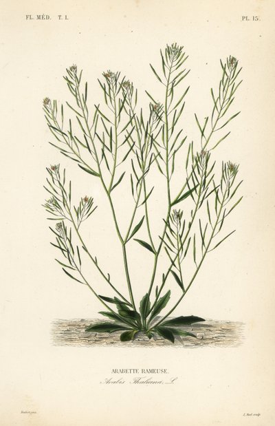 Thale cress, mouse-ear cress or arabidopsis, Arabidopsis thaliana, Arabis thaliana, Arabette rameuse 作者 不明