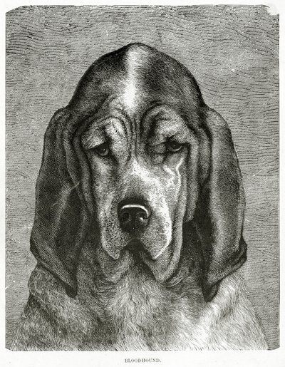 猎犬。 1902年（石版画） 作者 不明