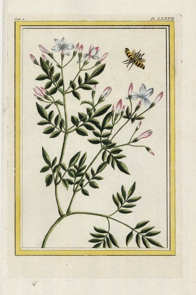 西班牙茉莉西班牙茉莉，Jasminum grandiflorum。皮埃尔-约瑟夫-布乔兹的手绘蚀刻版画 "中国和欧洲花园中生长的最美丽、最奇特的花卉的珍贵插图集，巴黎"。 作者 未知艺术家